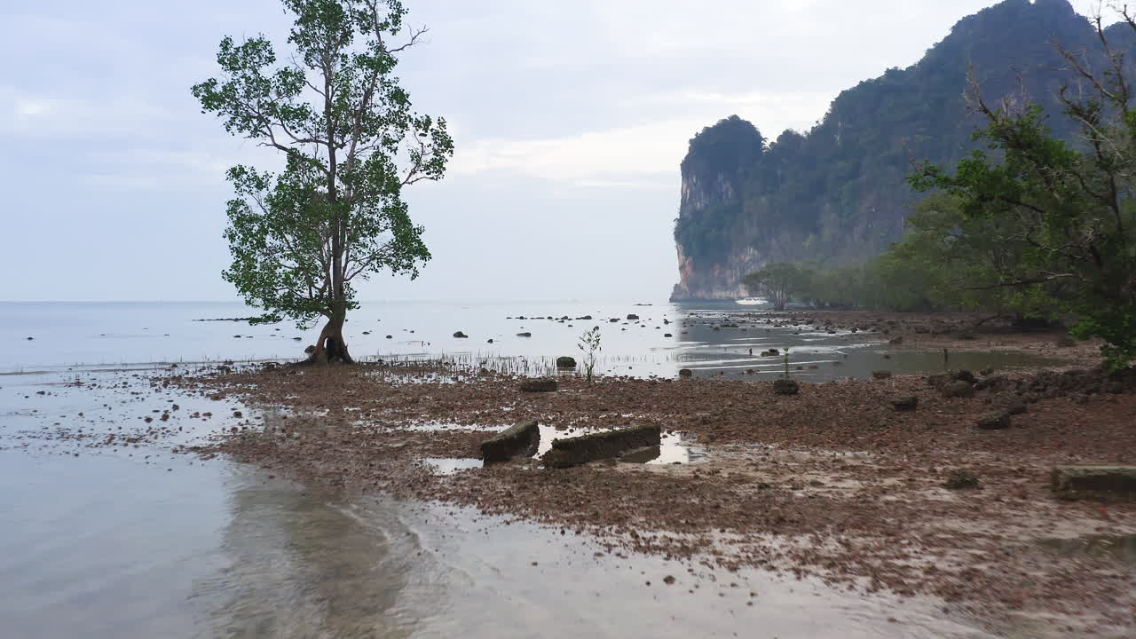Shallow dirt sea shore with mangroves at low tide, steep cliffs beyond