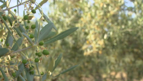olive trees with olives