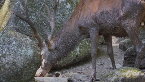 slow motion shot of wet and muddy deer looking for food between rocks in nature