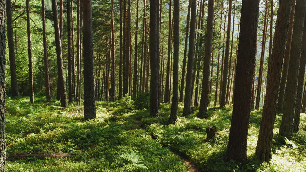 Wide shot of a forest with the sun shining through the trees and the wind blows