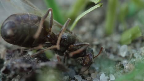 black garden ants gather on green stem, macro of behavior and motion