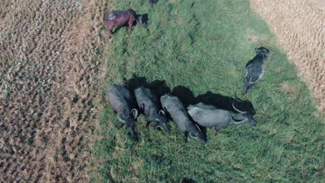 increíble toma cinematográfica de drones de toros y vacas caminando por el campo, vista desde arriba, un pájaro blanco volando de un toro corriendo