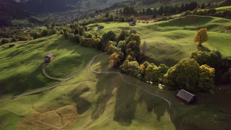 Drohnenaufnahmen-Aus-Der-Luft-über-Almwiesen-Und-Bergahornbäume-Im-Herbst