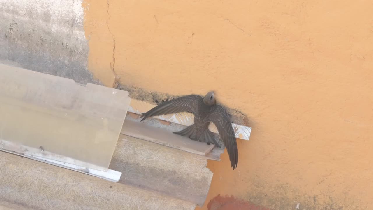 날개를 흔들며 날아갈 수 없게 떨어졌다.