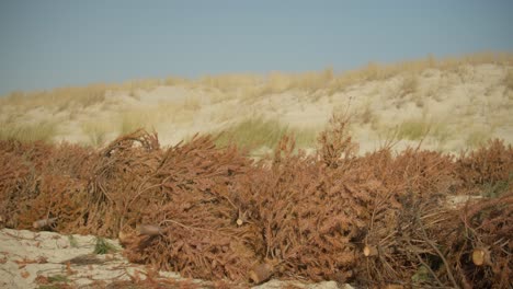 Cut-and-dry-tree-parts-on-sandy-ground