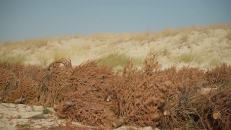 cut and dry tree parts on sandy ground