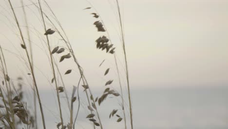 grass waving in the wind with beach in the background