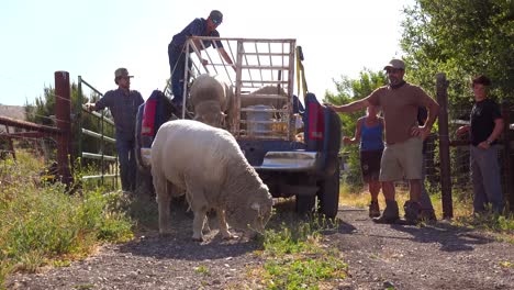 In-Dieser-Klassischen-Ranch-Aufnahme-Entladen-Viehzüchter-Schafe-Von-Der-Ladefläche-Eines-Pickup-Trucks