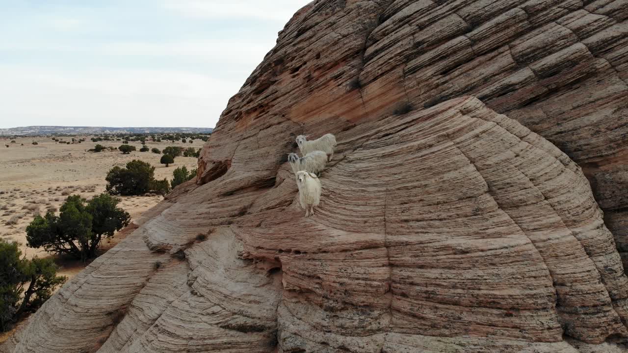 una espectacular toma en primer plano de un dron de una banda de tres cabras de montaña escalando y caminando a lo largo de una pared de roca en el medio del desierto cerca de antelope canyon, justo al este de page, arizona