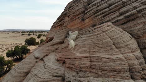 Eine-Spektakuläre-Nahaufnahme-Einer-Gruppe-Von-Drei-Bergziegen,-Die-Mitten-In-Der-Wüste-In-Der-Nähe-Des-Antelope-Canyon,-östlich-Von-Page,-Arizona,-An-Einer-Felswand-Entlang-Klettern-Und-Wandern.