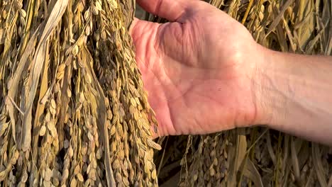 close-up view of hands gently inspecting dried rice stalks, highlighting texture and detail.