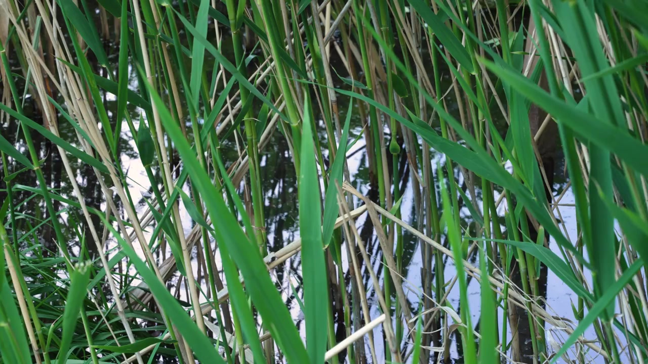 Gestión sostenible del agua con plantas de jardín de lluvia que almacenan agua para salvar la vegetación de la sequía