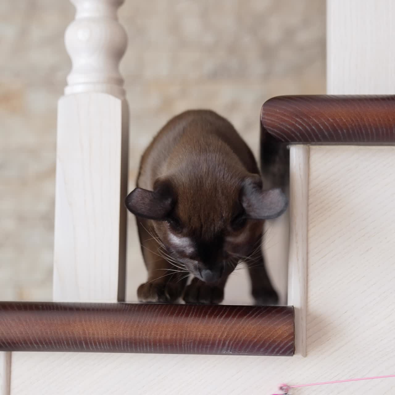Un gatto carino che si rilassa in casa.