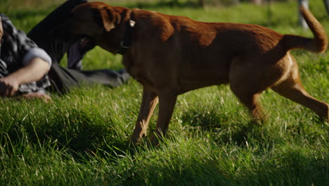 dog lays on grass panting and quickly rises as owner calls out