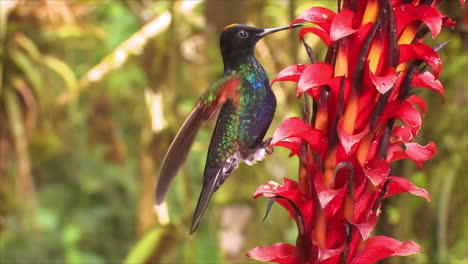 a velvetpurple coronet posado on a bromelaid flower in the tropical rainforest in slow motion