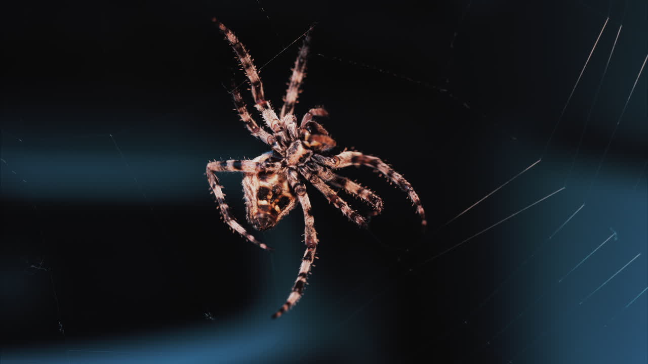 Close up of a spider sitting in its web, showing intricate details of its body and fine silk threads