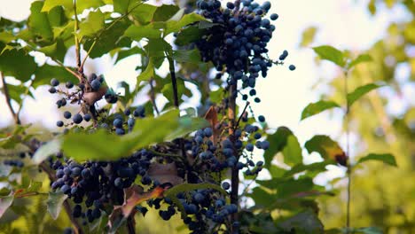 Reife-Leckere-Blaubeeren,-Die-Auf-Pflanzen-Im-Garten-Der-Oma-Wachsen