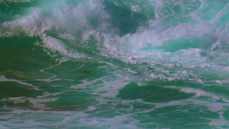 california otter casually doing the backstroke in crashing waves