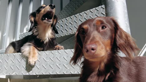 two dachshund dogs relaxing outside in the sunshine