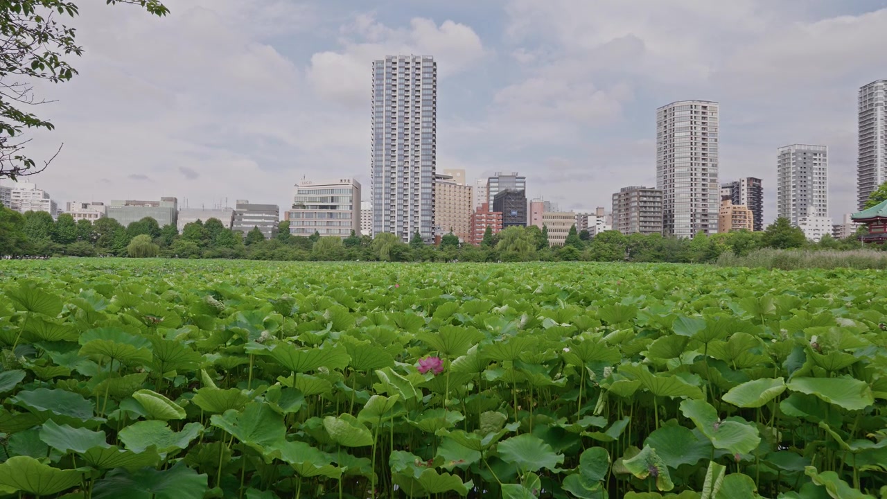 Folhas de lótus verdes cobrem a água, enquanto uma única flor rosa se destaca, tendo como pano de fundo uma impressionante fileira de torres altas sob um céu claro