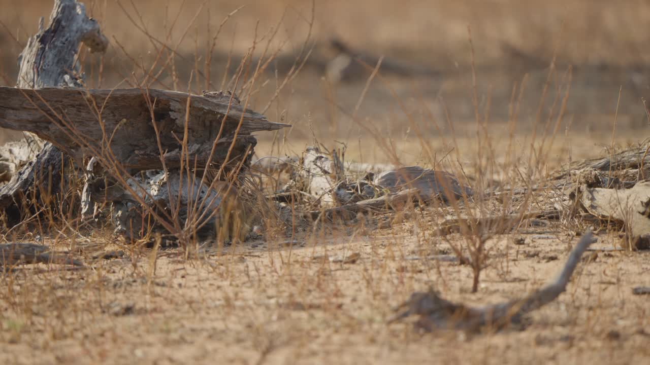 Mangusta snella in allerta vicino a un albero secco e una roccia nel Parco Nazionale Kruger, Sudafrica. Habitat di savana secca con luce calda, comportamento naturale della fauna selvatica e spazio per il testo