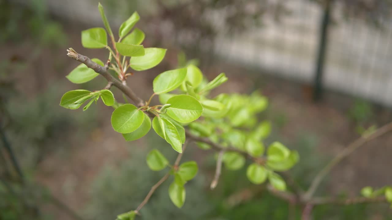 comón pequeñas hojas de árbol en el viento, naturaleza verde