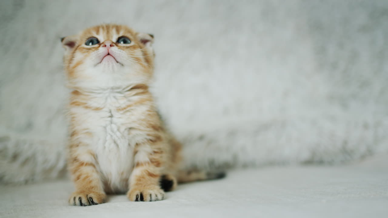 Cute ginger kitten sits on the sofa