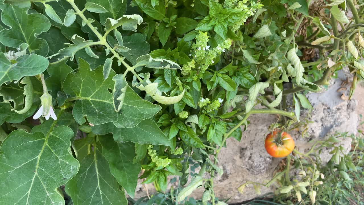 filming in a garden area where horticultural plants appear, an eggplant flower appears, a basil plant with flowers followed by tomato plants with folded leaves and its red fruit, the tomato