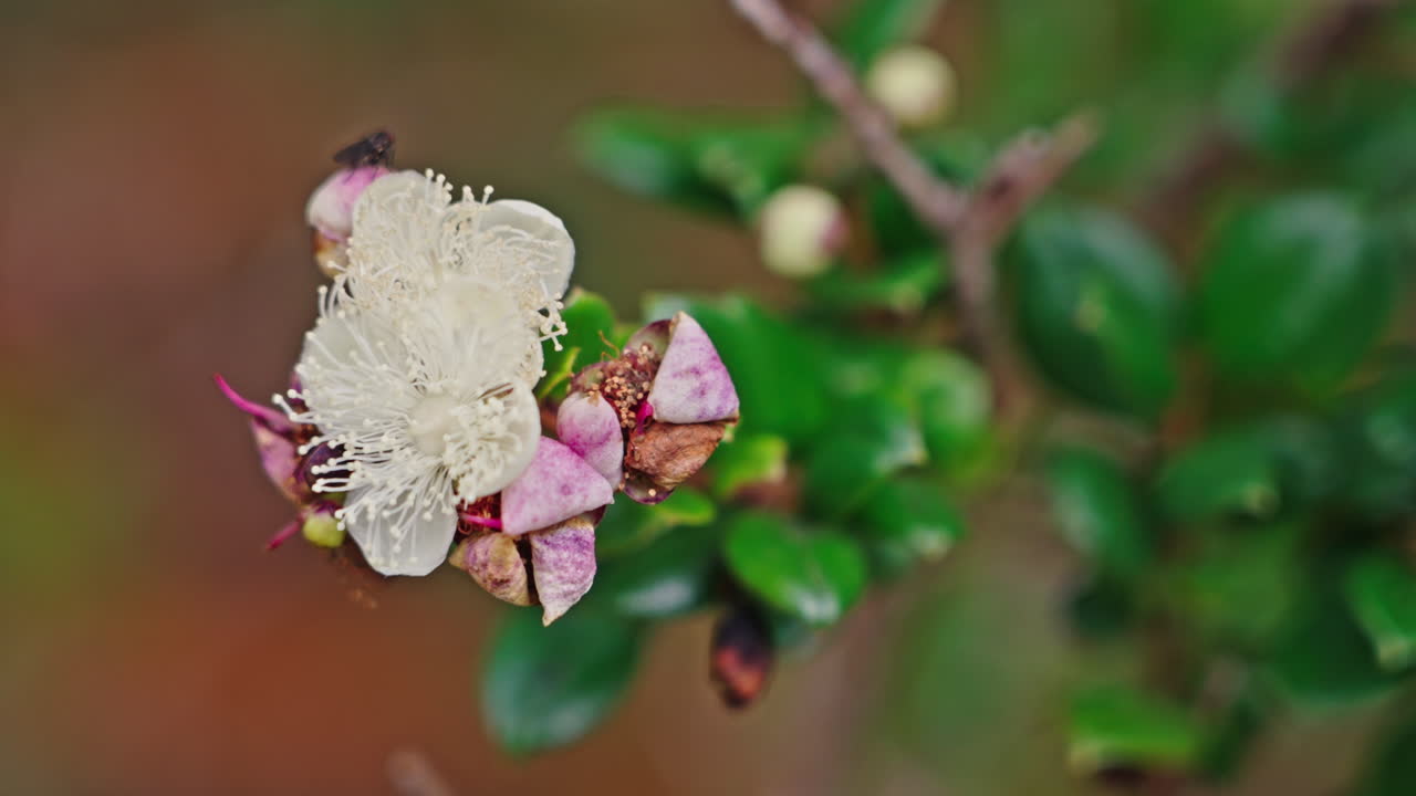 Close-up Bunga Myrtle Putih dengan Kuncup dan Serangga