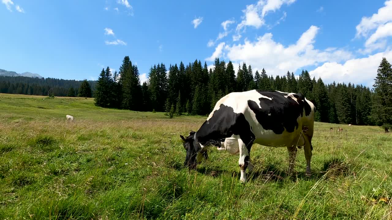Mucca olandese che pascola liberamente in un pascolo verde in una limpida giornata estiva, scena rurale tranquilla