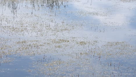 calm lake with aquatic plants