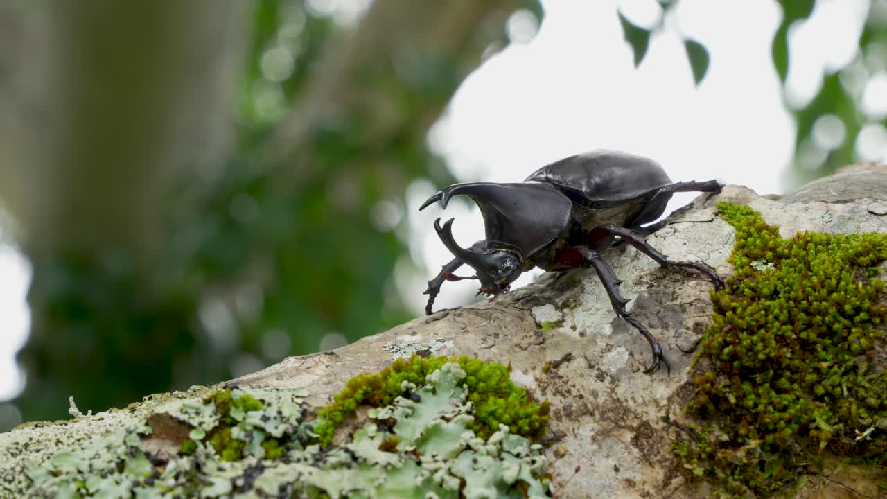 gran xylotrupes australicus escarabajo macho de cerca vista al aire libre de la cara y el lado