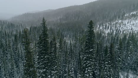 Luftaufnahme,-Die-Hohe-Kiefern-Umkreist,-Die-Im-Verschneiten-Winterwald-Hervorstechen,-4k