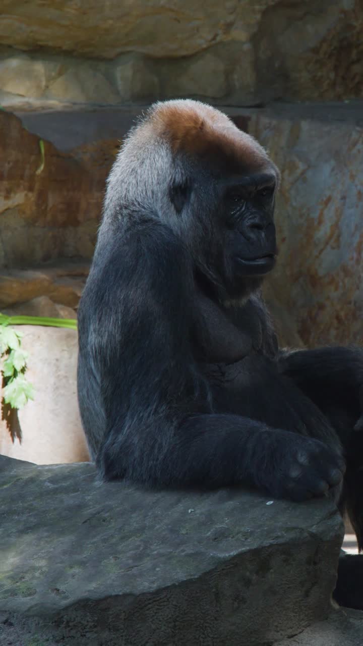Un potente gorilla silverback siede tranquillamente su una roccia, esaminando pensierosamente la sua mano e l'ambiente circostante.