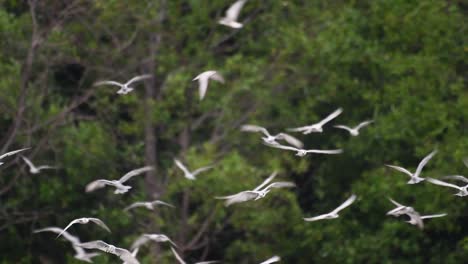 Terns-are-seabirds-that-can-be-found-all-throughout-the-world-at-sea,-rivers,-and-other-wider-bodies-of-water