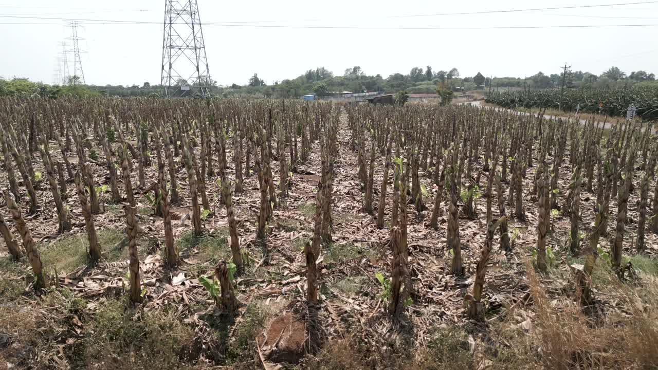 Damaged Banana Farm