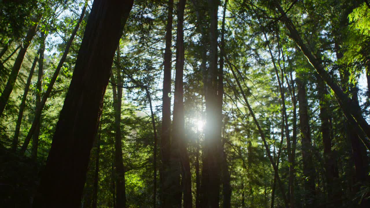 солнце проникает сквозь высокие деревья в лесу 1