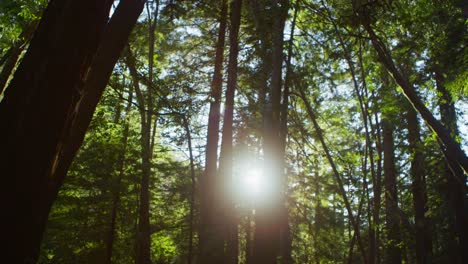 the sun filters through tall trees in a forest 1