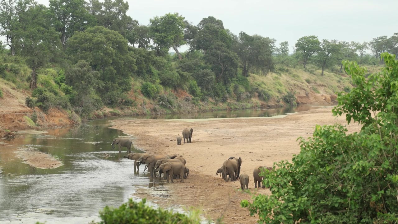 En stor flokk afrikanske elefanter som står i sanden og drikker i et elveleie på dagtid i Kruger nasjonalpark, Sør-Afrika