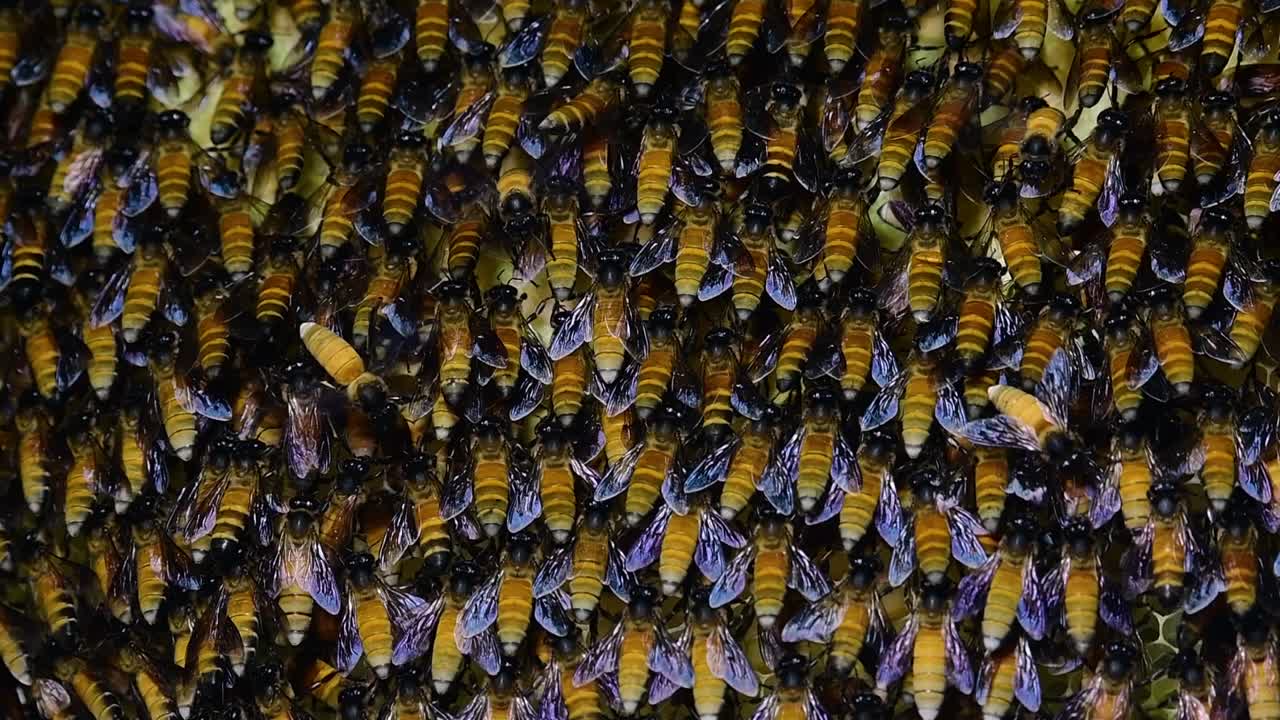 se sabe que las abejas melíferas gigantes construyen grandes colonias de nidos con bolsillos simétricos hechos de cera para almacenar miel como fuente de alimento.