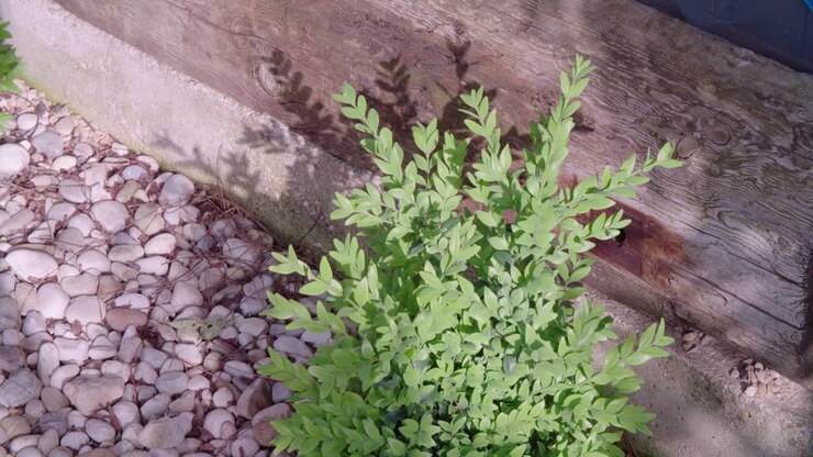 Primo piano di una piccola pianta verde che cresce accanto a una trave di legno e ciottoli.