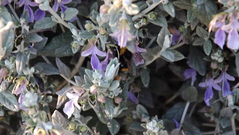 the large garden bumblebee or ruderal bumblebee (bombus ruderatus) flying from blossom to blossom. bumble bee gathering nectar from purple flower.  a bumblebee collects pollen