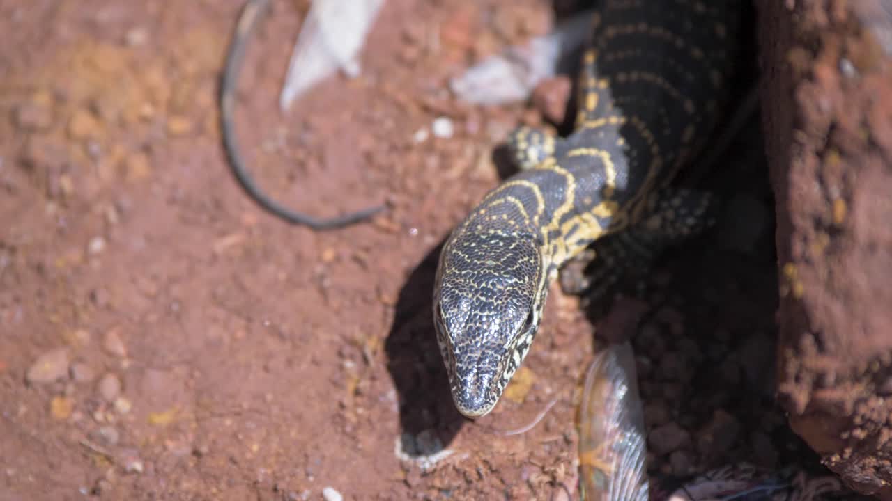 A young monitor lizard with yellow markings pokes out its fork tongue while hunting for insects