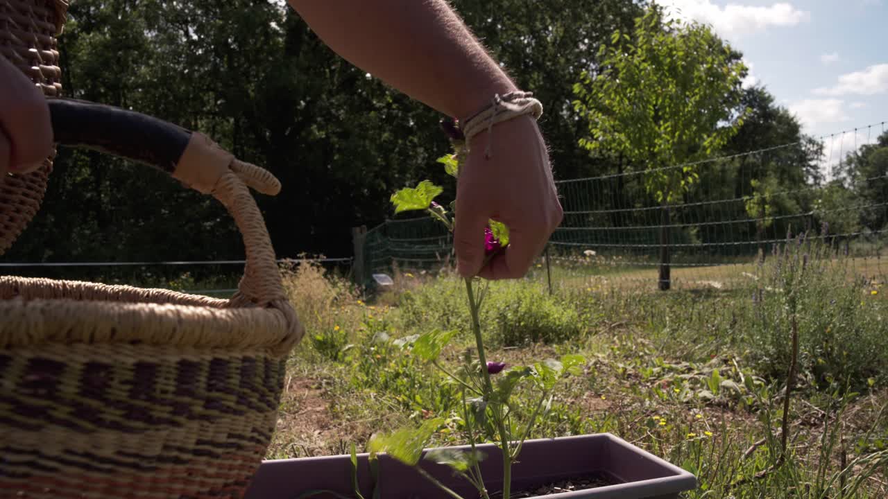 un arborista recoge flores rojas para poner en el secador