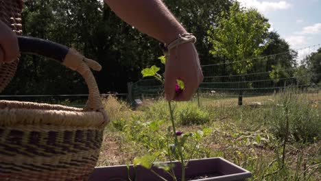 an arborist picks red flowers to put in the dryer