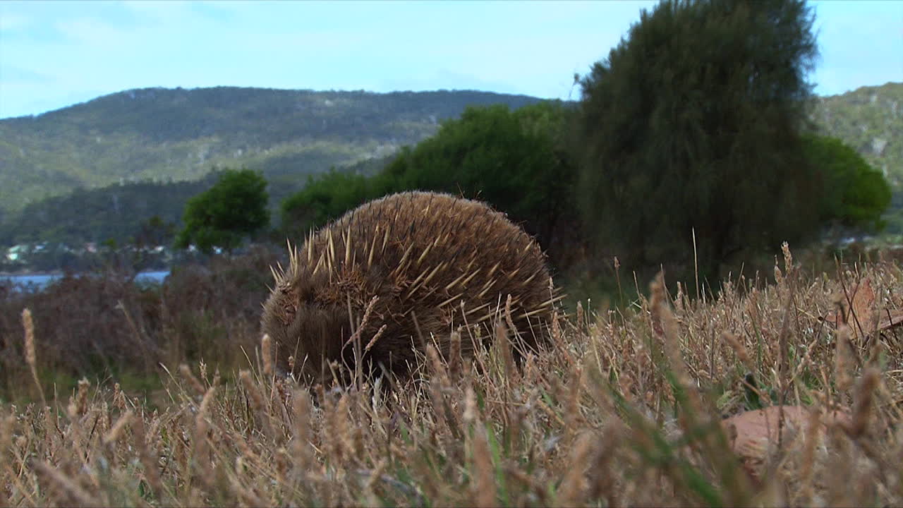 호주 개미핥기는 덤불에서 방황한다 1