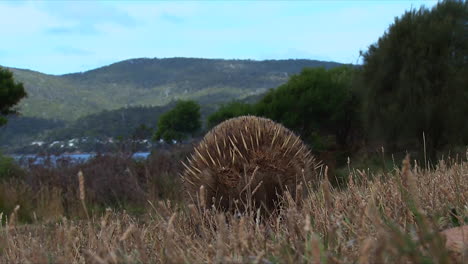 un oso hormiguero australiano deambula en el monte 1