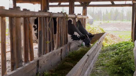 Cows-eating-at-barn