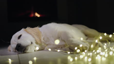 a cute golden retriever sleeps near a garland, with a fire burning in the fireplace in the background. winter and christmas with a pet in the house