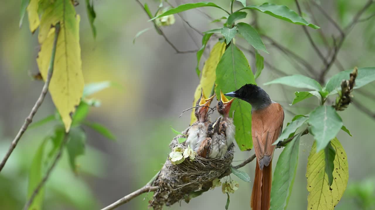 el cazador de moscas del paraíso indio aterriza y alimenta a los polluelos en el nido.